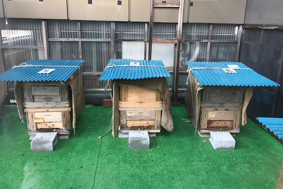 “養蜂と五穀の出会い” 銀座で水窪のアワ栽培がはじまりました。