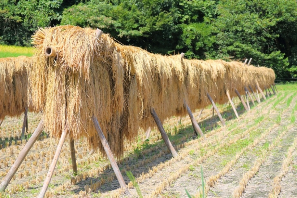 実りの秋、五穀豊穣に感謝する2つの祭祀、「神嘗祭」と「新嘗祭」とは?
